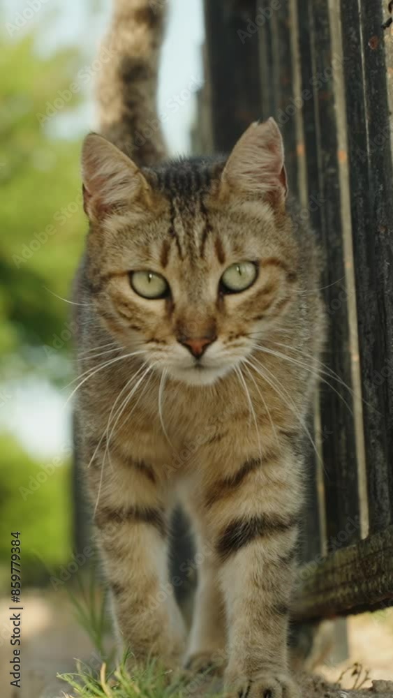 Vertical video. Striped Outdoor Cat Shows Interest in Me, Approaching Closer and Squinting from the Sun. Vertical video. Striped Outdoor Cat Shows Interest in Me, Approaching Closer and Squinting from the Sun.