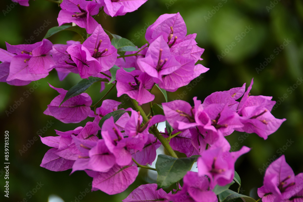 Beautiful bougainvillea flowers with green leaves. Close up view of bougainvillea purple flower. Blooming Purple Bougainvillea flower. Selective Focus Beautiful bougainvillea flowers with green leaves. Close up view of bougainvillea purple flower. Blooming Purple Bougainvillea flower. Selective Focus