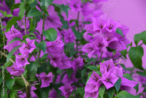 Blooming Purple Bougainvillea flower isolated on puple background. Close up view of bougainvillea purple flower. Colorful purple flowers texture and background for designers.