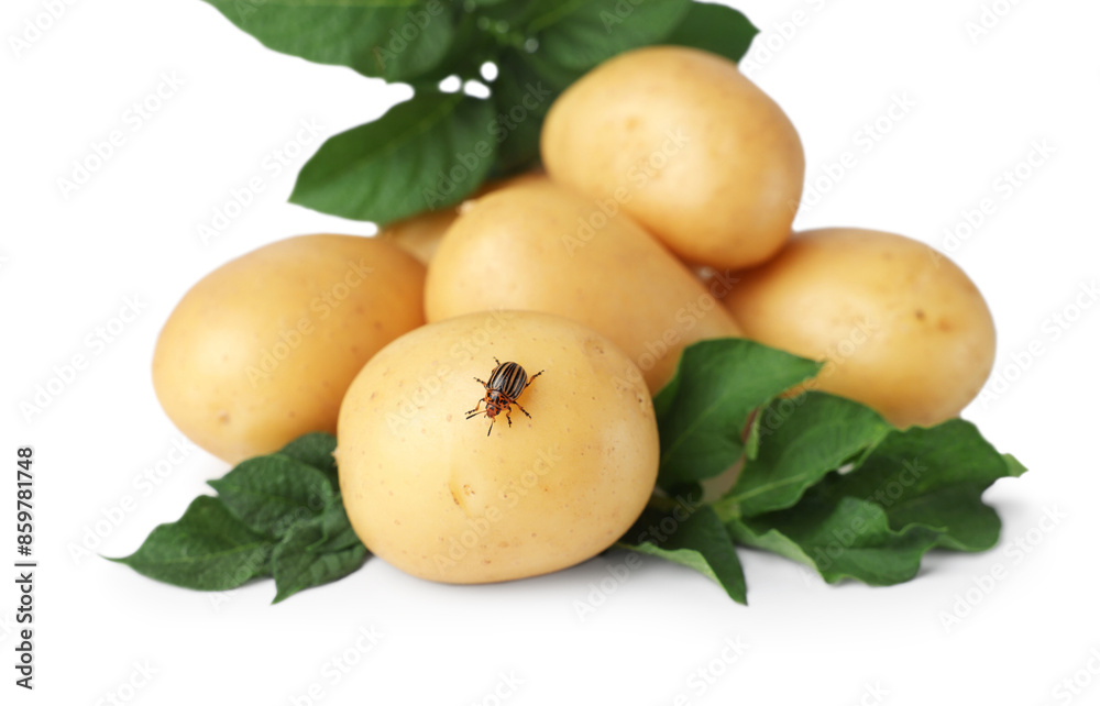 Fresh raw potatoes and green leaves isolated on white Fresh raw potatoes and green leaves isolated on white