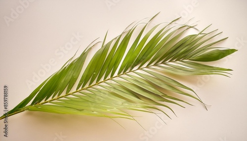 natural green palm tree leaf isolated on white background png