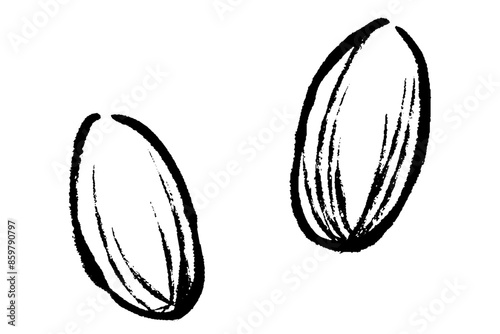 筆タッチのアーモンドのイラストセット