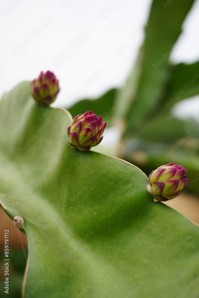 Unique and beautiful texture of dragon fruit flower bud. Unique and beautiful texture of dragon fruit flower bud.