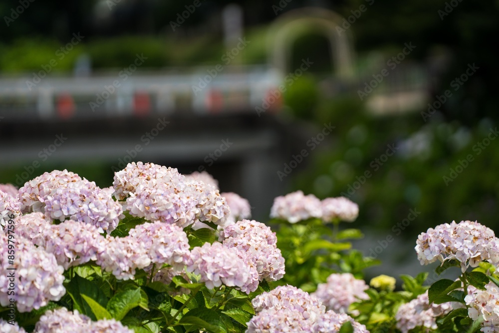 Obraz premium 紫陽花