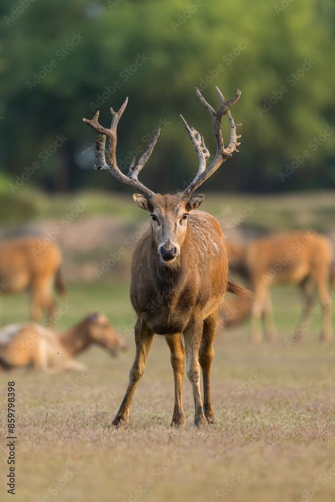 An elk standing in the sunset. Other elks are in the background. An elk standing in the sunset. Other elks are in the background.
