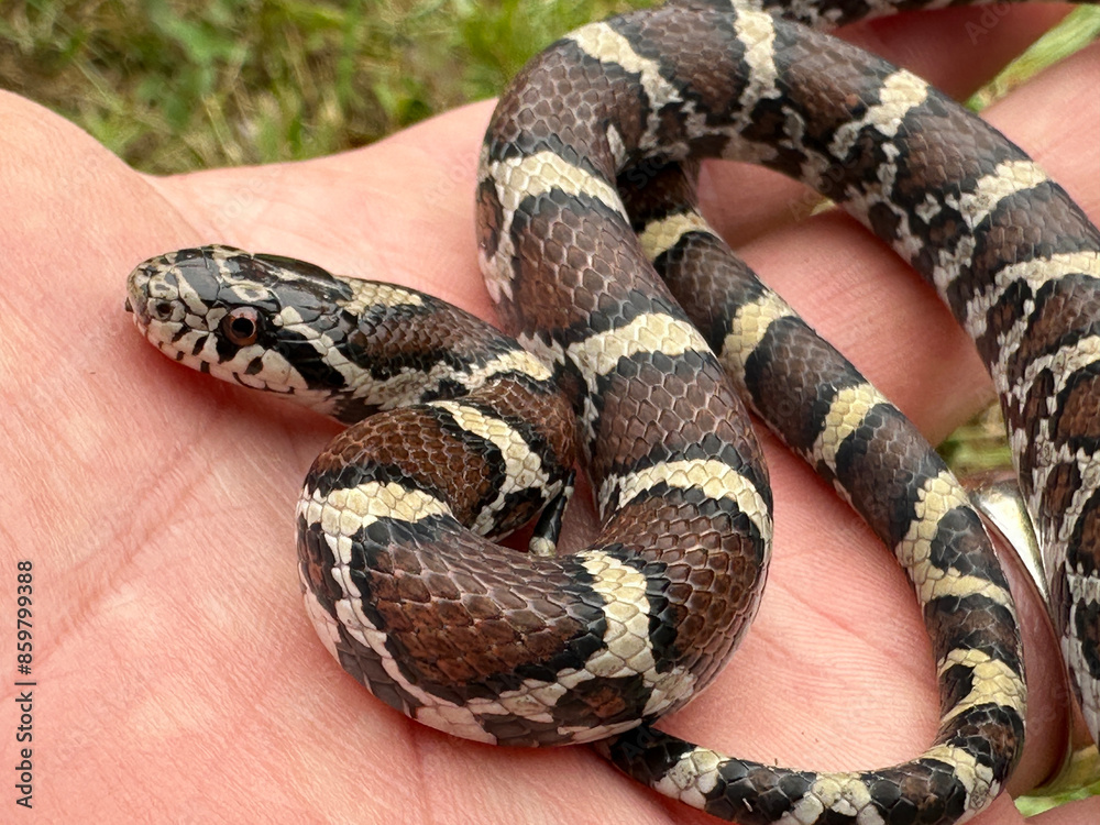 Obraz premium Close-up of a juvenile Eastern Milk Snake, Lampropeltis triangulum, resting in the palm of a hand. These gentle snakes are found in eastern North America. 
