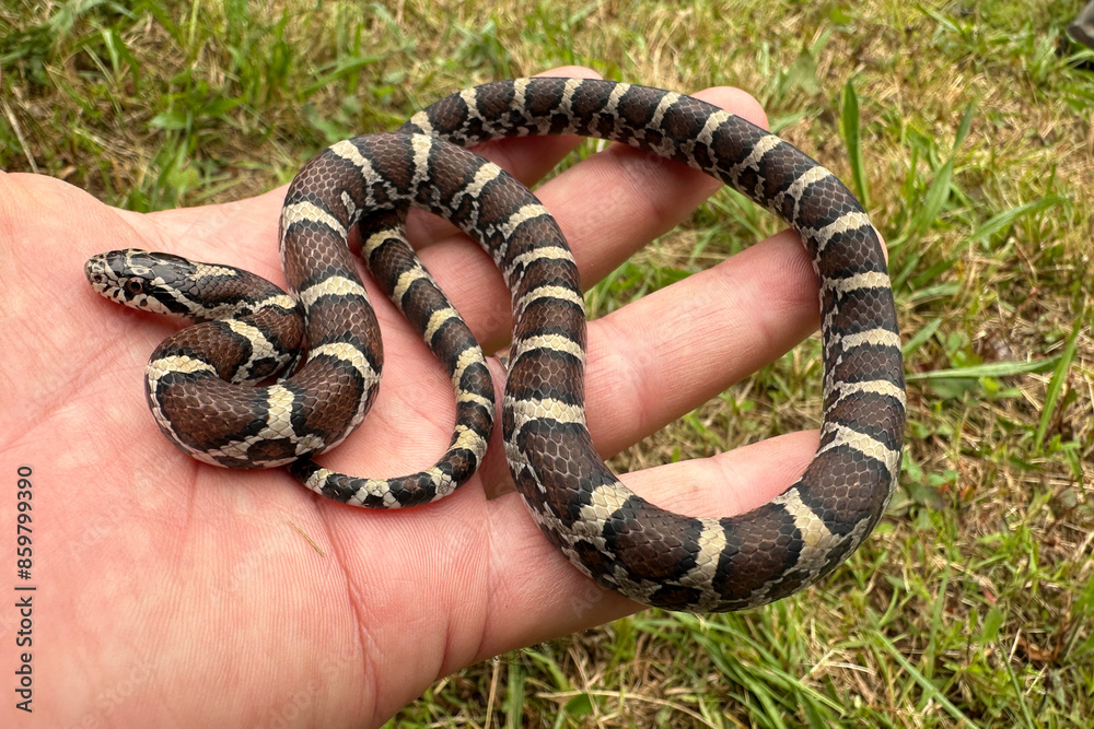 Fototapeta premium Eastern Milk Snake, Lampropeltis triangulum, a harmless, non-venomous snake resting in a person's hand. 
