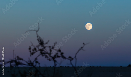 Desert Moon at Twilight - A full moon hangs low in the twilight sky, exuding a soft glow above a darkened landscape. Silhouetted foliage in the foreground contrasts with the pale lunar disk