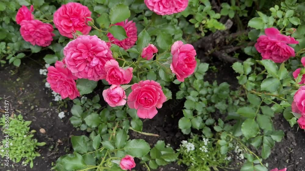 a profusely blooming bright pink bush rose. The shrub rose is in bloom. English roses in the garden. a profusely blooming bright pink bush rose. The shrub rose is in bloom. English roses in the garden.