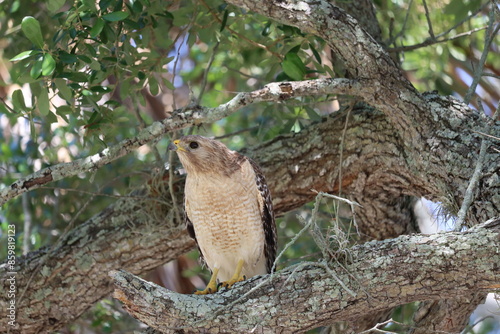 A striking red-shouldered hawk is perched on a tree branch, surrounded by lush green foliage. The hawk's detailed plumage and sharp gaze are captured beautifully.