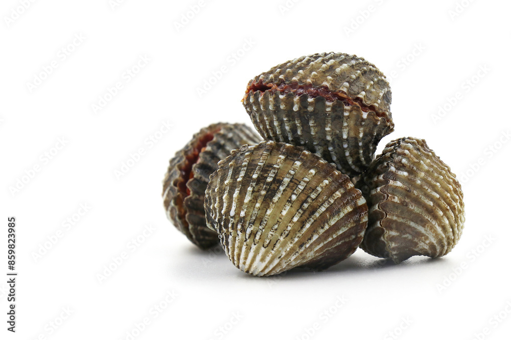 This is a close-up photo of a white background clam shell, commonly known as a cockle. seafood. This shell is often found on sandy.