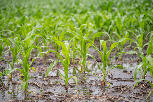 Принти на полотні Row crop corn field with puddles of standing water from flooding conditions