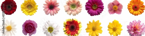 Various Colored Flowers on White Background