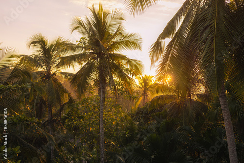 Obraz na płótnie Sunlight Filtering Through Tropical Foliage