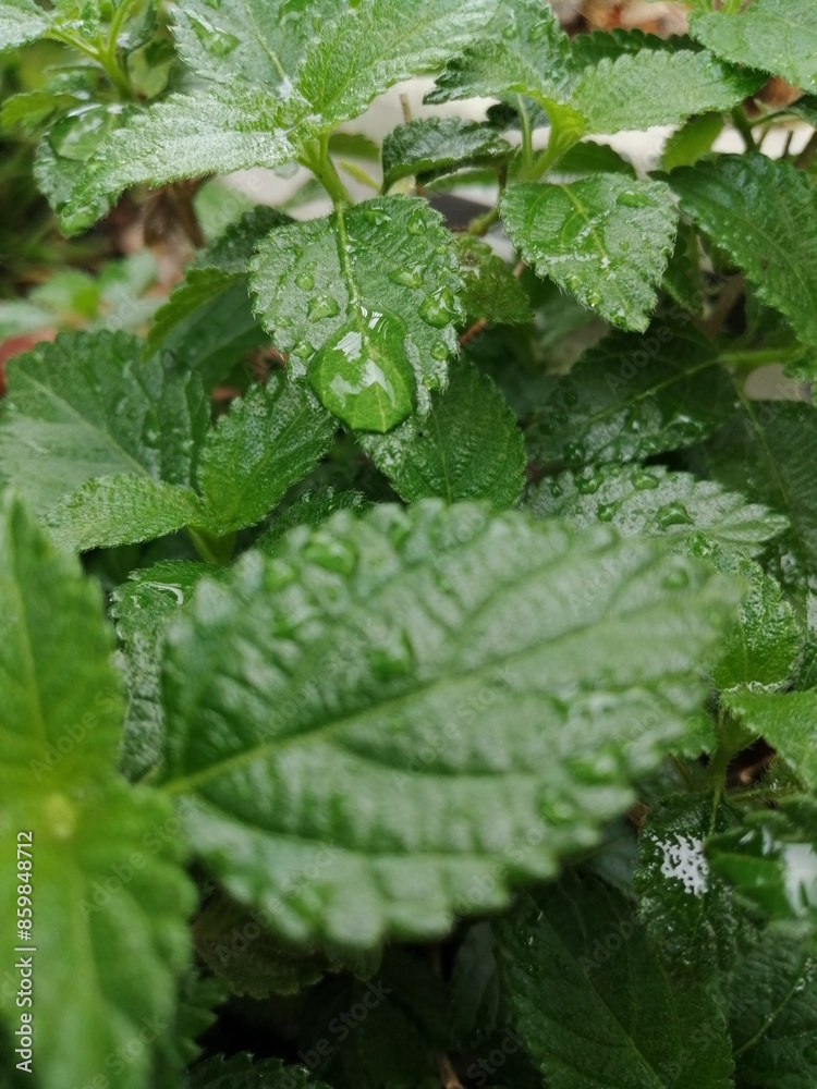 水玉