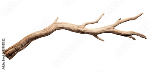 Dry branch of a tree isolated on transparent background photo