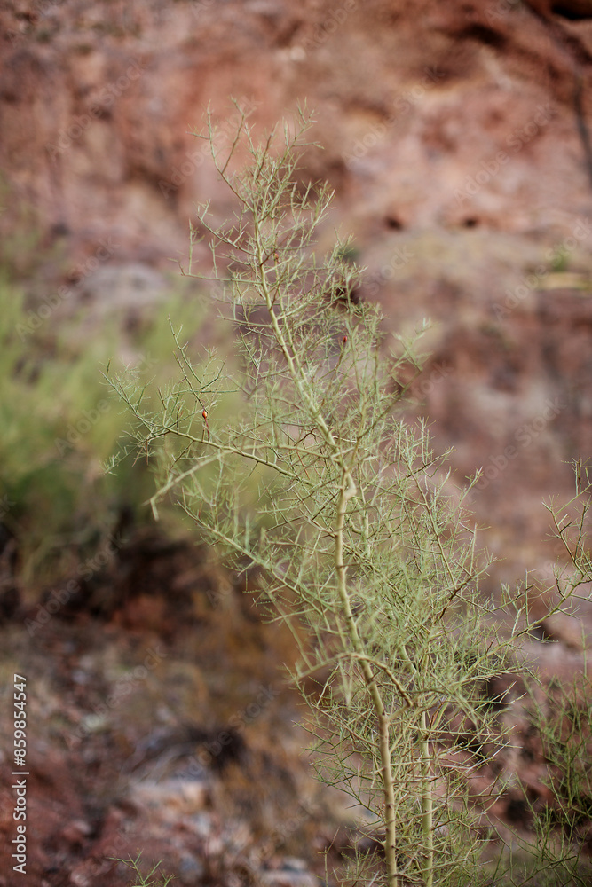 Palo Verde juvenile plant growing along a mountain trail Palo Verde juvenile plant growing along a mountain trail