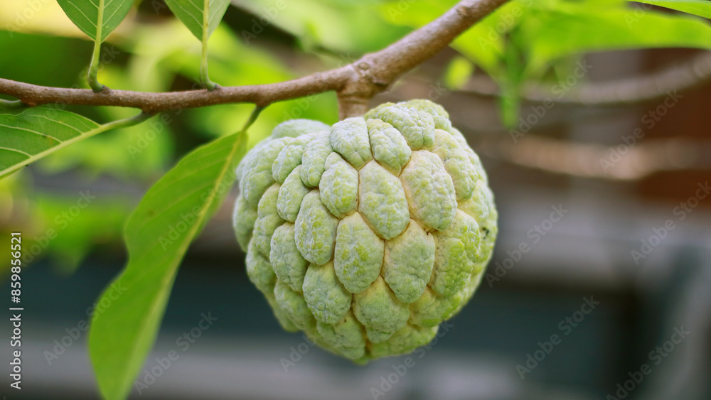 Sugar apple or sweetsop growing on tree in the garden. Sugar apple or sweetsop growing on tree in the garden.