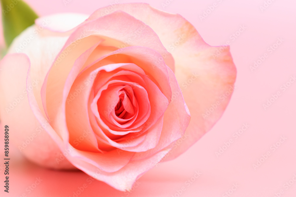 beautiful pastel rose flower on pink background, valentine day beautiful pastel rose flower on pink background, valentine day