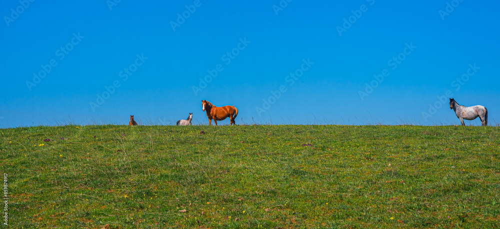 Horses on the horizon in a spring pasture Horses on the horizon in a spring pasture