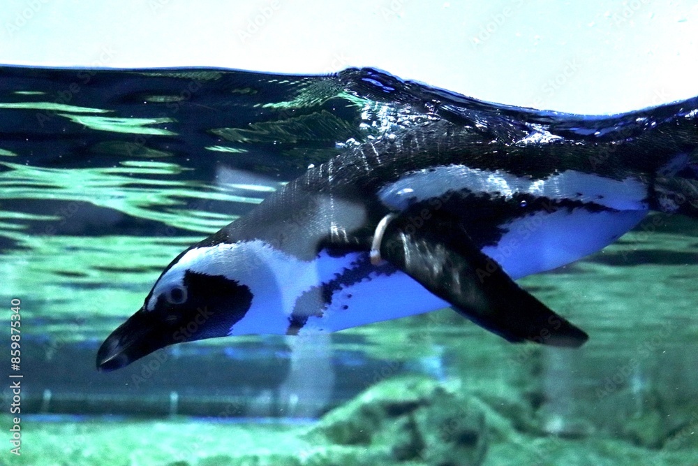 Naklejka premium 泳ぐマゼランペンギン