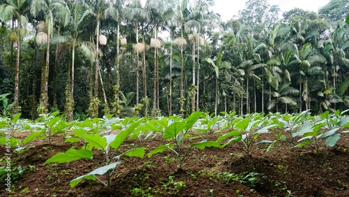 Agricultura familiar, plantação de beringelas e ao fundo floresta de palmitos juçara, regiõa de mata atlântica brasileira. photo