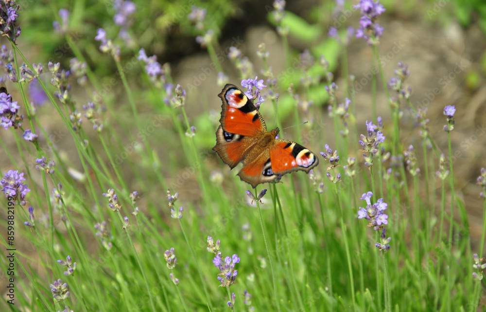 butterfly on a lavender flower in the garden. blurred background butterfly on a lavender flower in the garden. blurred background