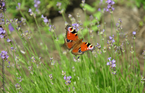 butterfly on a lavender flower in the garden. blurred background