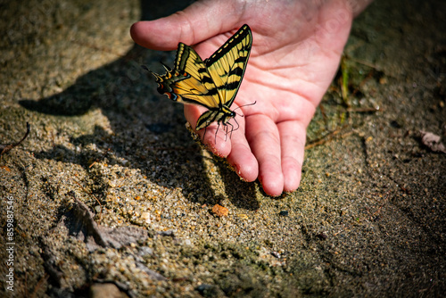 Photography butterfly on the hand