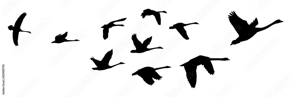 swan silhouette illustration vector for a background swan silhouette illustration vector for a background