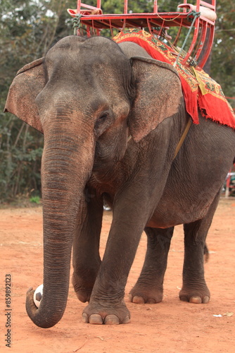 elephant in playing football in Laos