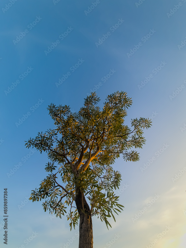 Tree against the blue sky and sunset. Concept tropic, vacation and travel. Bottom view. Tree against the blue sky and sunset. Concept tropic, vacation and travel. Bottom view.