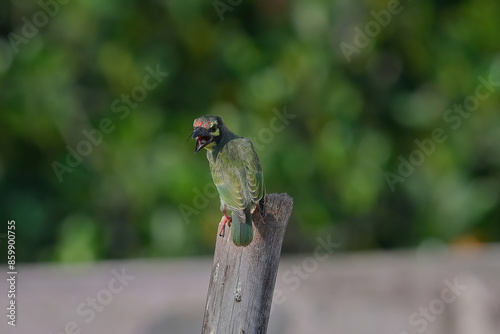 Coppersmith Barbet photo