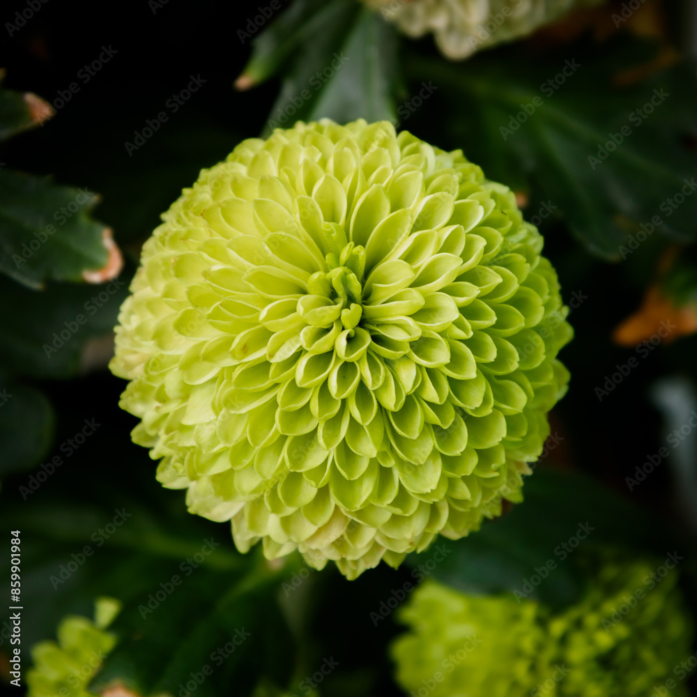 Green chrysanthemum flowers