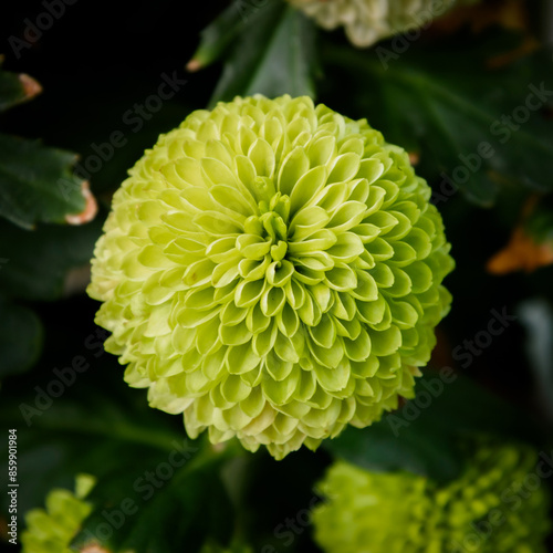 Obraz na płótnie Green chrysanthemum flowers w salonie