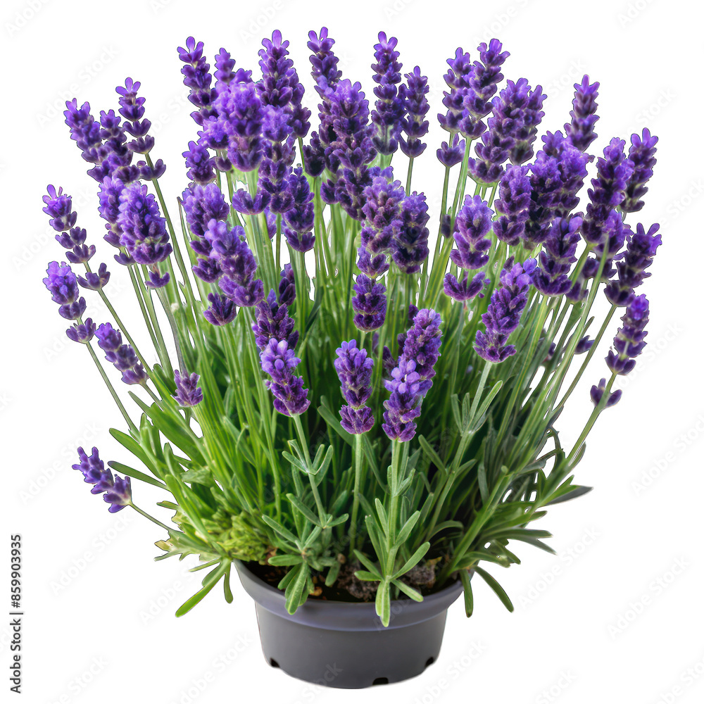 Fototapeta premium Lavandula hidcote isolated on transparent background