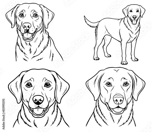 labrador retriever dog pet portrait drawing line stencil art vector illustration isolated on transparent background
