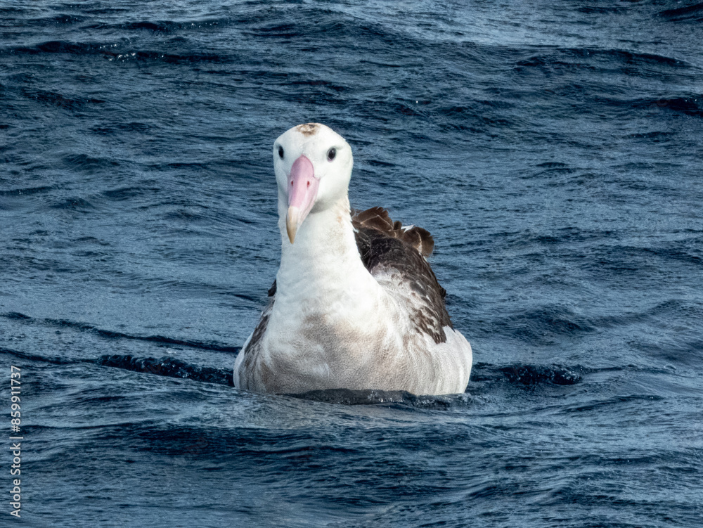 Naklejka premium Anitpodean Wandering Albatross in Australian Waters