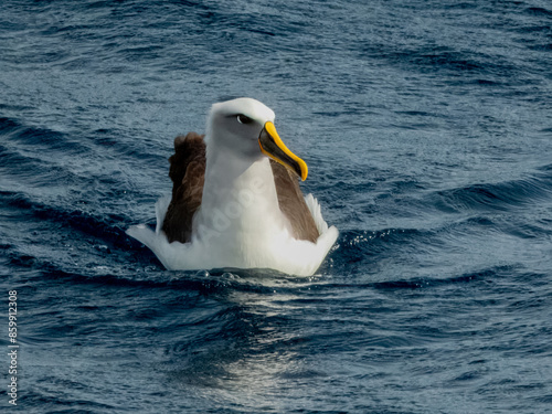 Photography Buller's Mollymawk Albatross in Australasian Waters