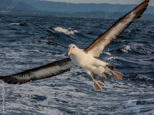 Campbell's Mollymawk Albatross in Australasian Waters photo