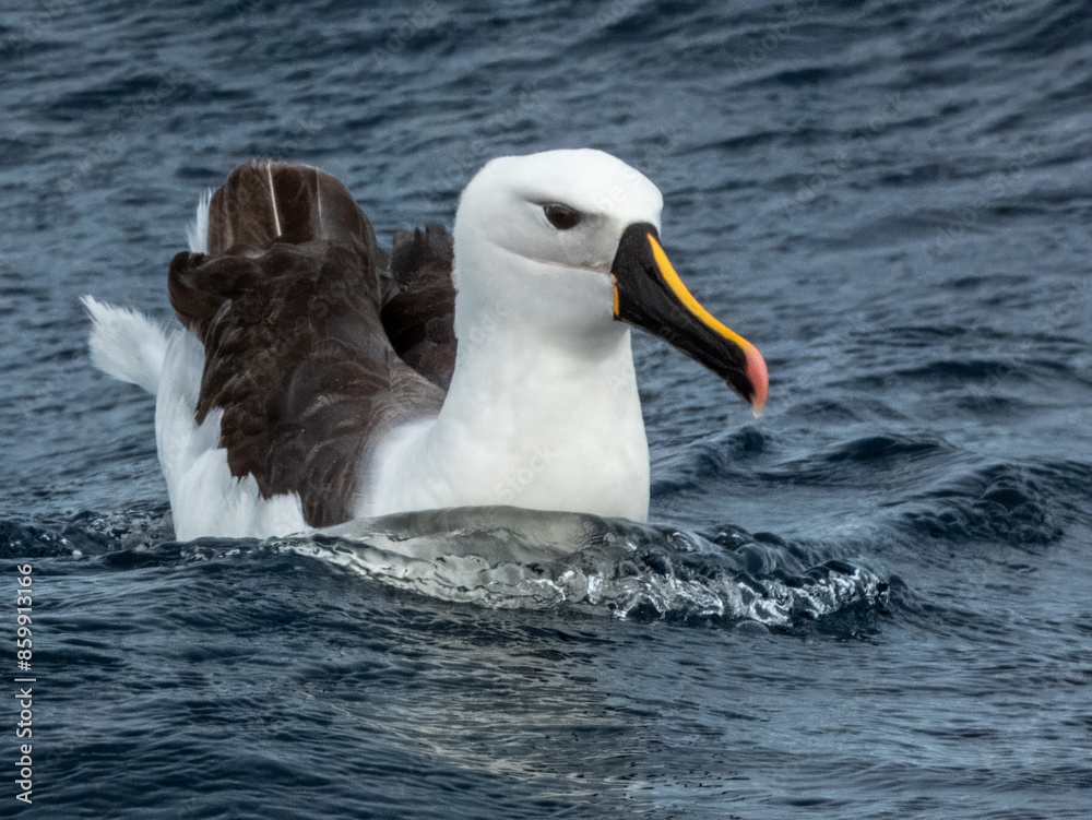 Indian Yellow-nosed Albatross in Australian Waters Indian Yellow-nosed Albatross in Australian Waters