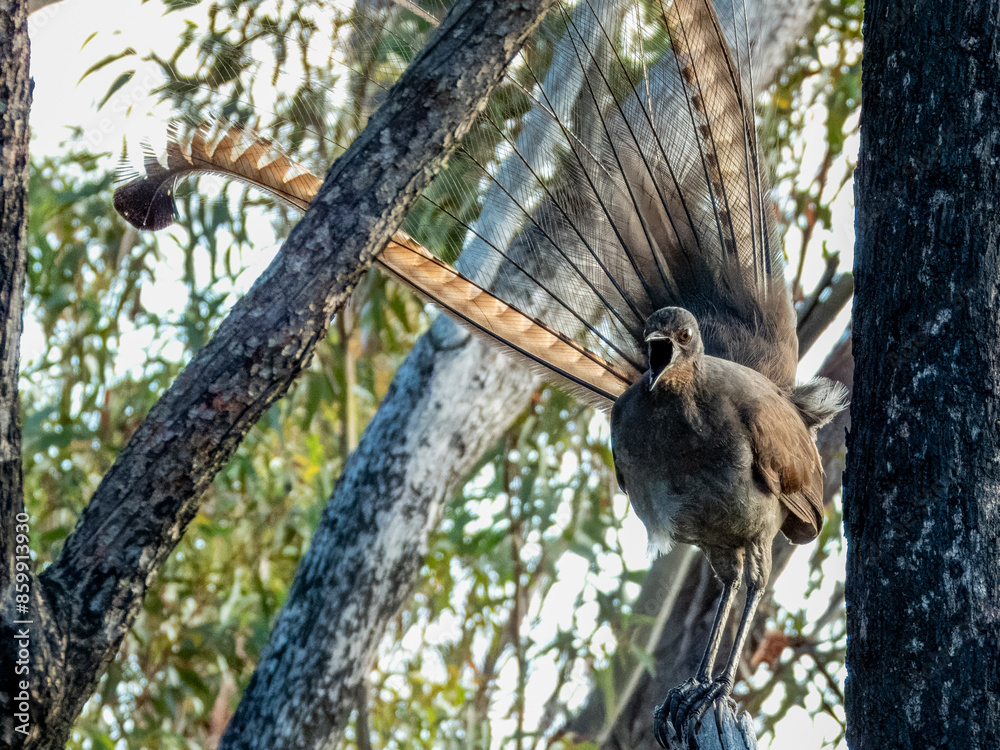 Superb Lyrebird in NSW Australia