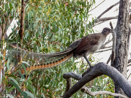 Superb Lyrebird in NSW Australia photo