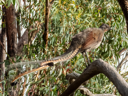 Superb Lyrebird in NSW Australia photo