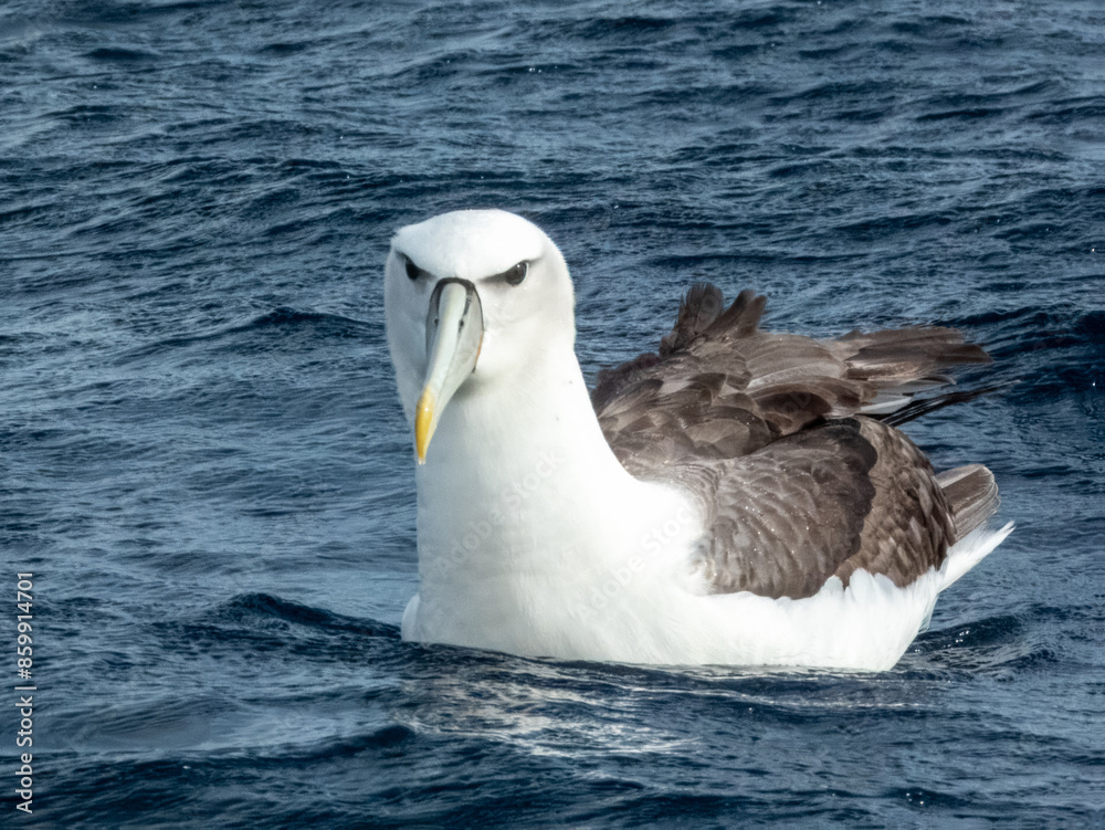 White-capped or Shy Mollymawk Albatross in Australian Waters White-capped or Shy Mollymawk Albatross in Australian Waters