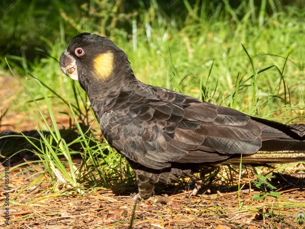 Yellow-tailed Black Cockatoo in NSW Australia