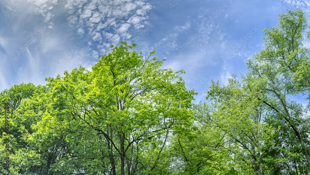 green treetops against beautiful cloudy blue sky. summer forest landscape. panoramic view. green treetops against beautiful cloudy blue sky. summer forest landscape. panoramic view.