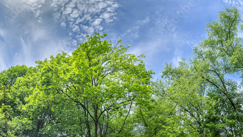 green treetops against beautiful cloudy blue sky. summer forest landscape. panoramic view.