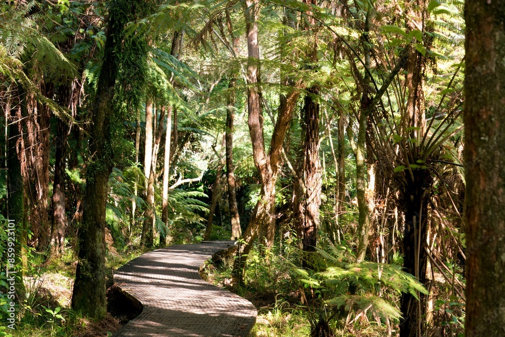 huge ferns along a forest path huge ferns along a forest path