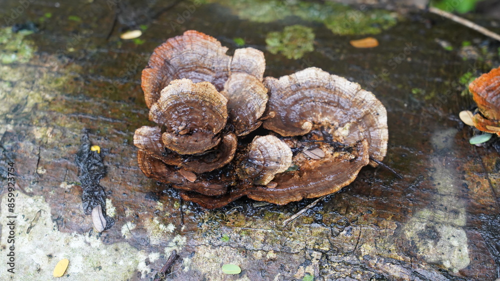 Rigidoporus ulmarius, commonly known as the Giant Elm Bracket or Elm Tree Polypore, is a type of wood-decaying fungus.|刺革菌屬 Rigidoporus ulmarius, commonly known as the Giant Elm Bracket or Elm Tree Polypore, is a type of wood-decaying fungus.|刺革菌屬